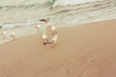 martı ile pastel deniz manzarası