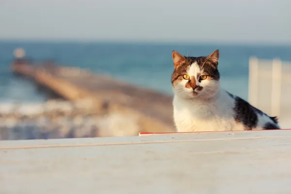 Gefleckte Katze — Stockfoto