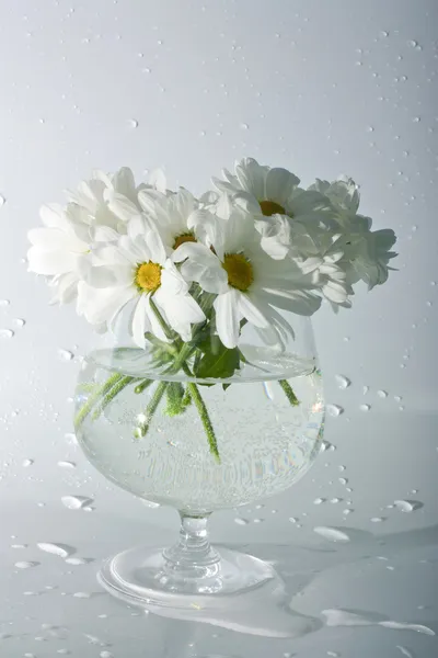 Crisântemos brancos em um copo — Fotografia de Stock