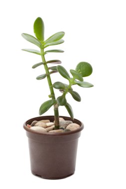 Crassula clipart