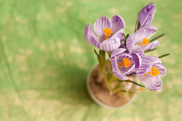 Crochi viola — Foto Stock