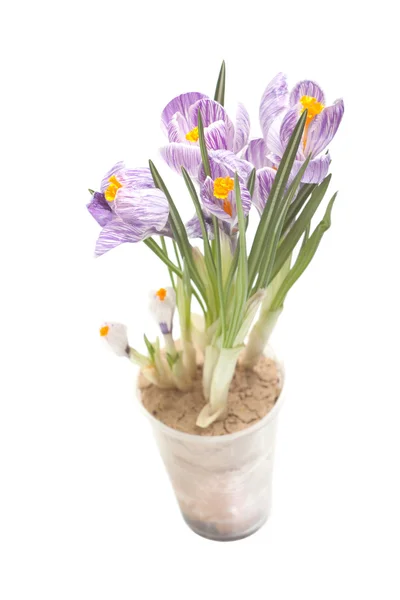 Crocus violet en pot — Photo