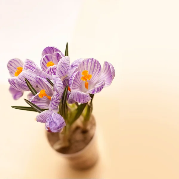 Purple crocus — Stock Photo, Image