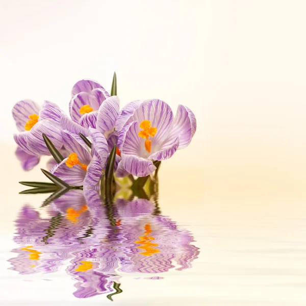 Purple crocus on a surface of water — Stock Photo, Image