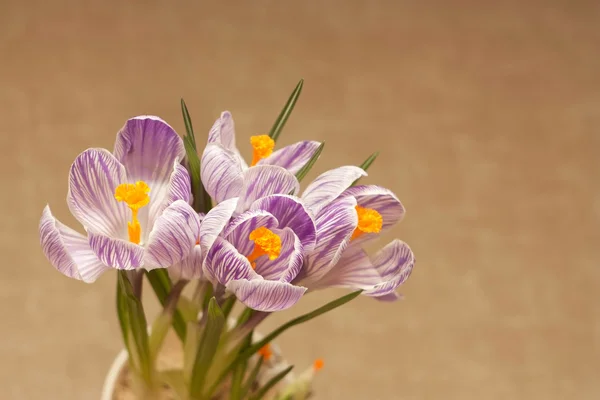 紫色番红花 — 图库照片