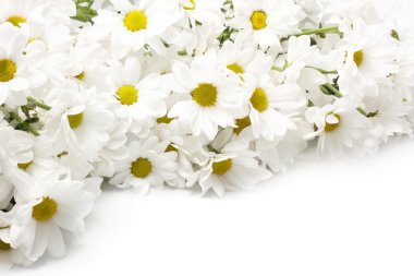 White chrysanthemums clipart