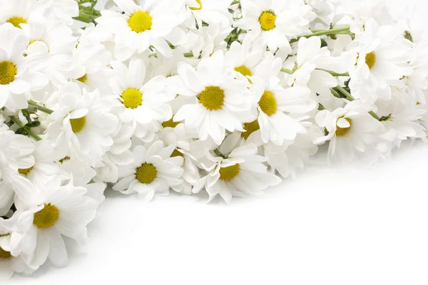 Bílé chryzantémy — Stock fotografie