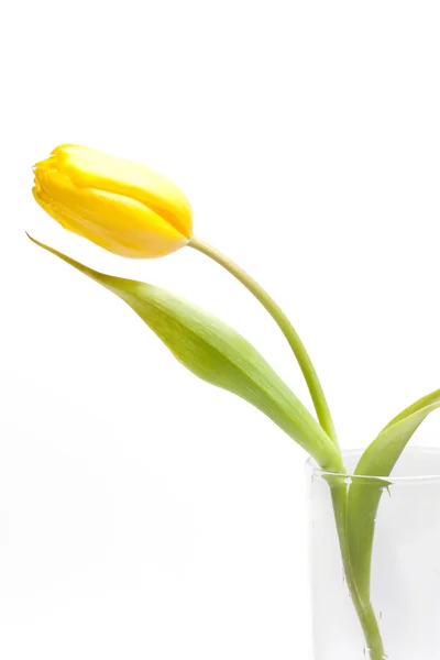 Żółty tulipan w wazonie — Zdjęcie stockowe