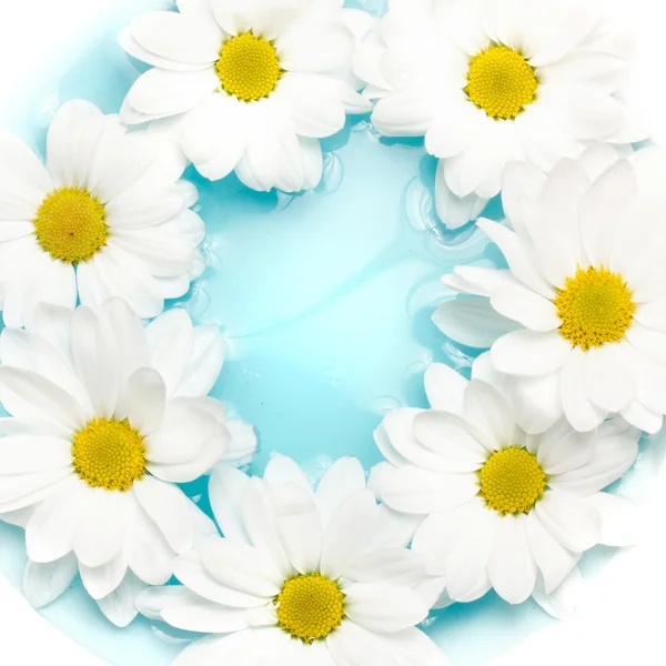 Daisies on blue water — Stock Photo, Image