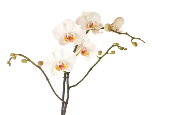 Orchidee isoliert auf weiß — Stockfoto