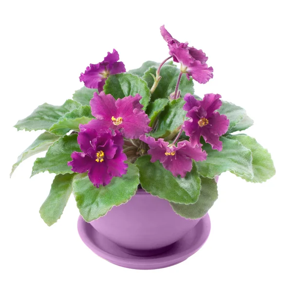 Purple violets — Stock Photo, Image