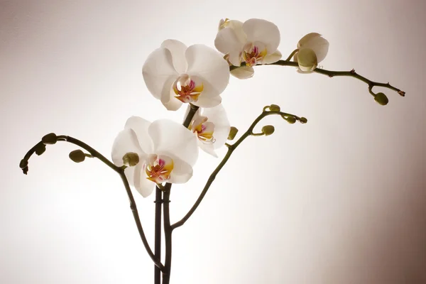 stock image Orchid