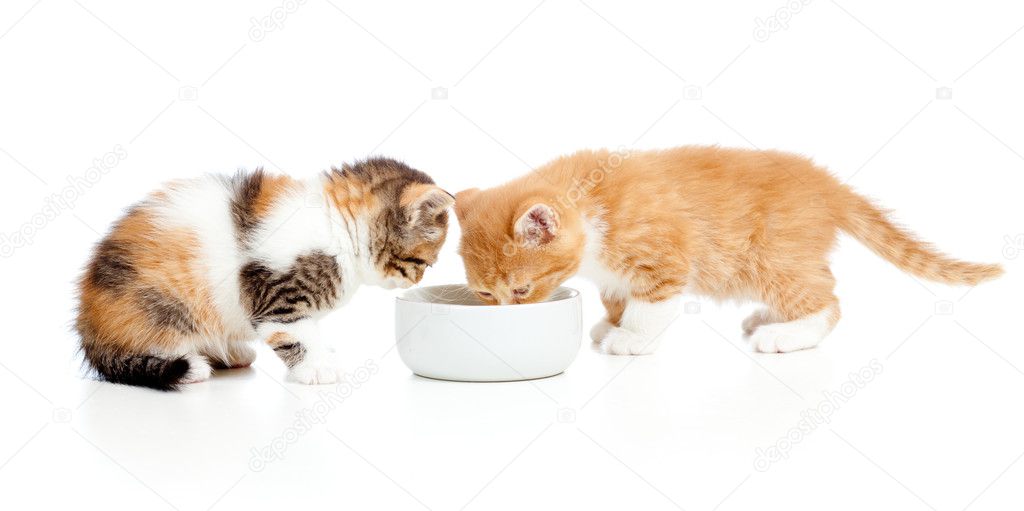 when can kittens lap milk