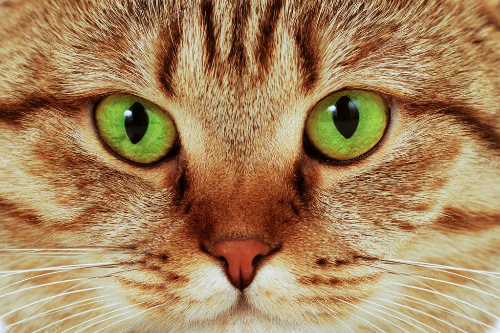 Closeup portrait of greeneyed cat — Stock Photo © oksun70 8717675
