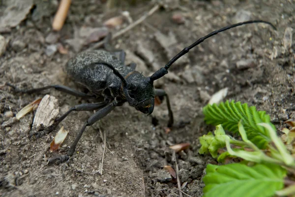 Gruseliger Käfer — Stockfoto