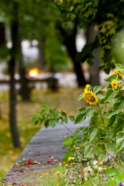 stock image Autumn has come