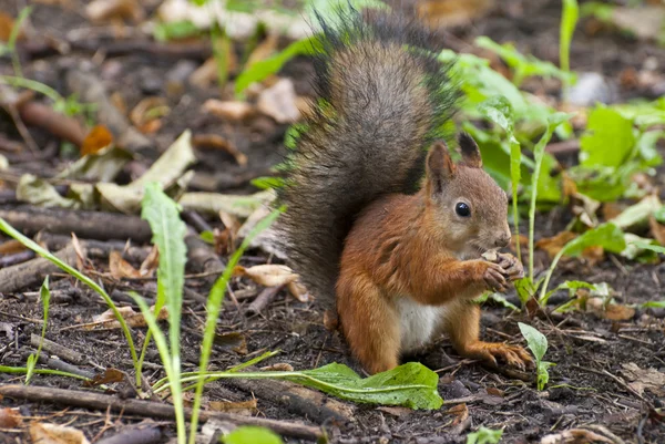 stock image Squirrels lunch