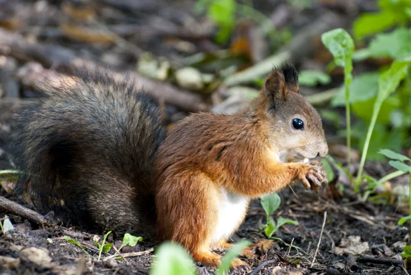 Stock image Squirrels lunch