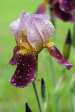 Iris yağmurdan sonra