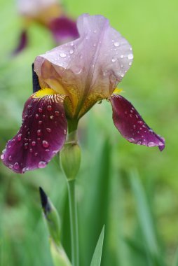 Iris yağmurdan sonra