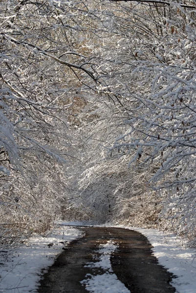 El bosque en invierno —  Fotos de Stock