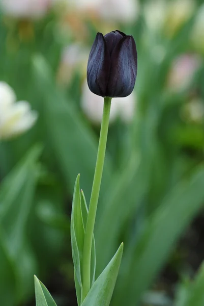 Черный тюльпан — стоковое фото