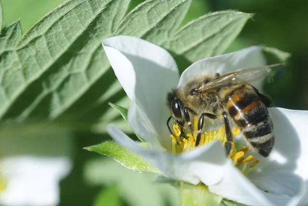 Bee op aardbei — Stockfoto