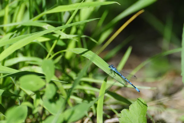 Dragonfly on the grass — Stock Photo, Image