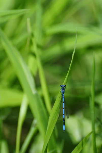 stock image Dragonfly on the grass