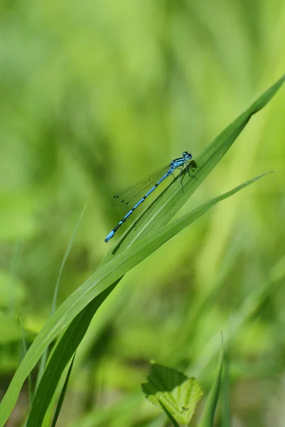 stock image Dragonfly on the grass