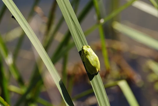 Sazlık kurbağa — Stok fotoğraf