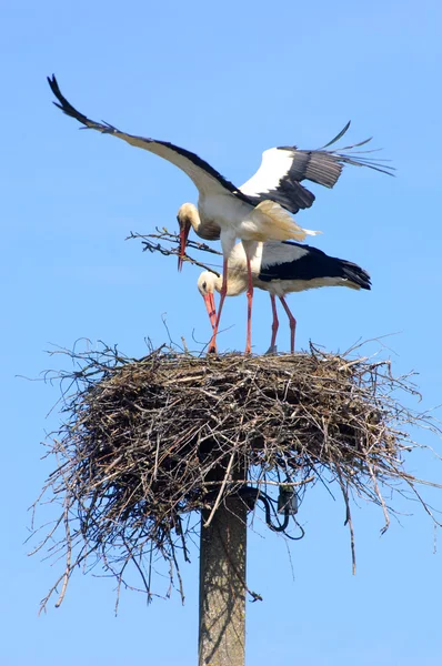 Pair of storks — Stock Photo, Image