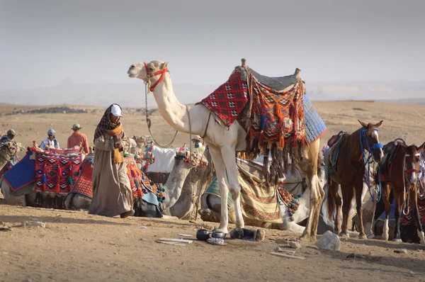 Velbloud a beduin — Stock fotografie