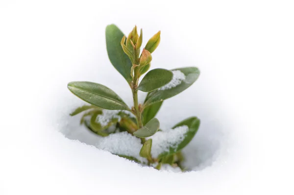 stock image Plant from snow