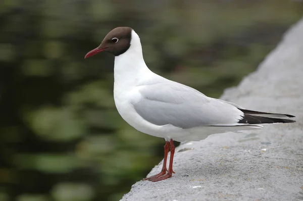 stock image Seagull in focus