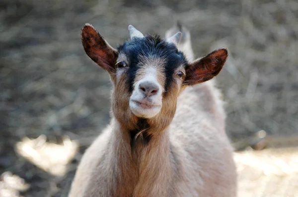 stock image Goat is looking