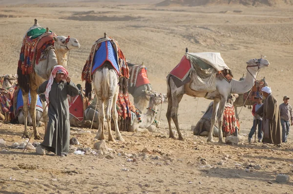 Beduíni a velbloudi — Stock fotografie