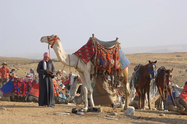 Beduin och kamel — Stockfoto