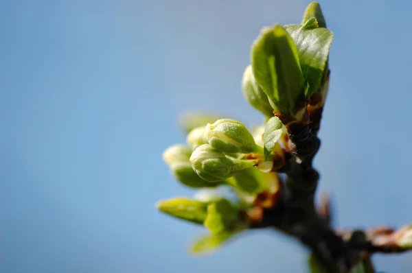 stock image Young leaves on a tree