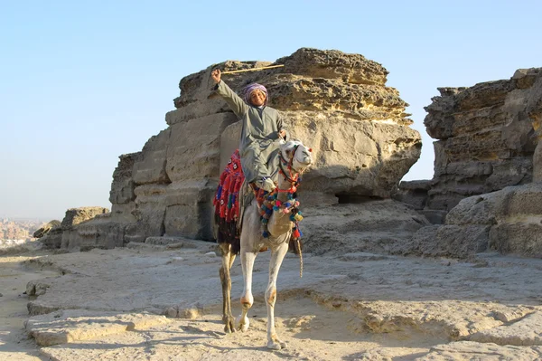 Arabiska beduin på kamel nära öknen stenar — Stockfoto