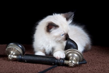 Phone and kitten clipart