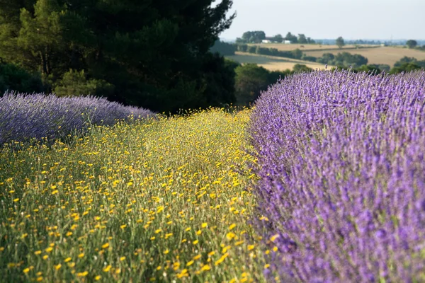 Yellow and purple in France — Stock Photo, Image