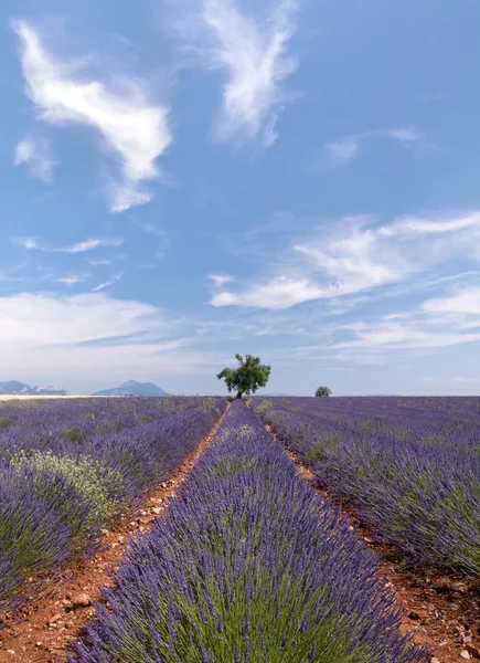 Provence lavanda — Fotografia de Stock