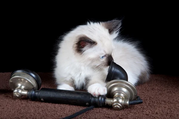 Telefon ve yavru kedi — Stok fotoğraf