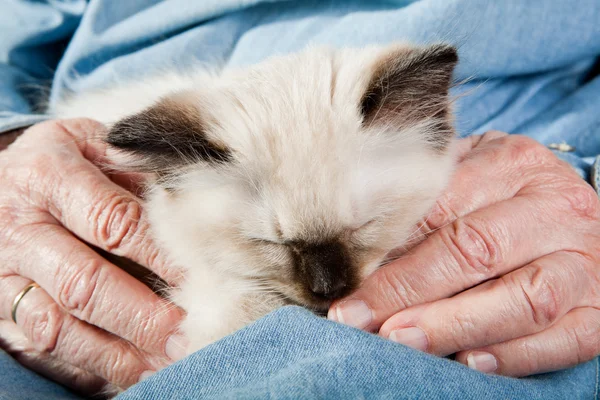 Gamla händer som håller en kattunge — Stockfoto
