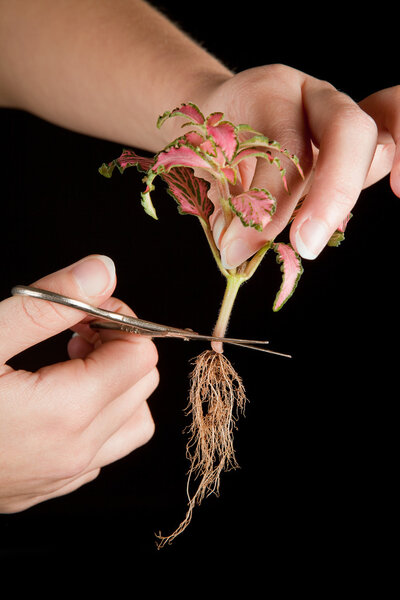 Отрезание жизни
