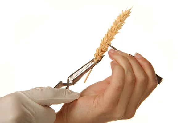 Пшениця експериментів — стокове фото