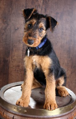 Airedale terrier