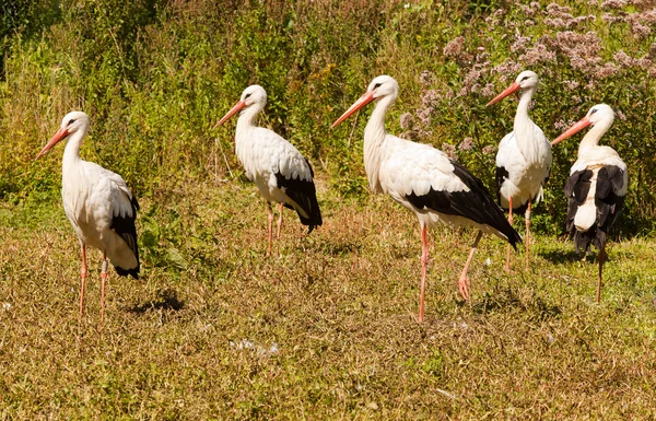 Vijf storks op gras weide — Stockfoto