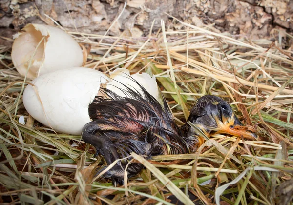 Hatching lieto fine — Foto Stock